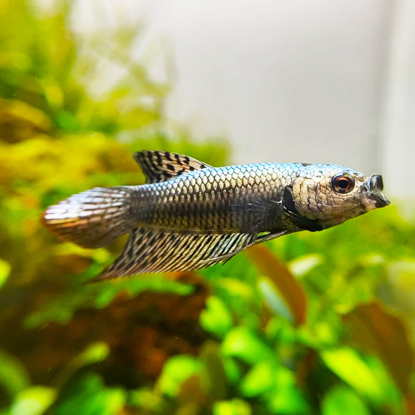 Metallisch glänzender Kampffisch der Farbe "Dragon"
