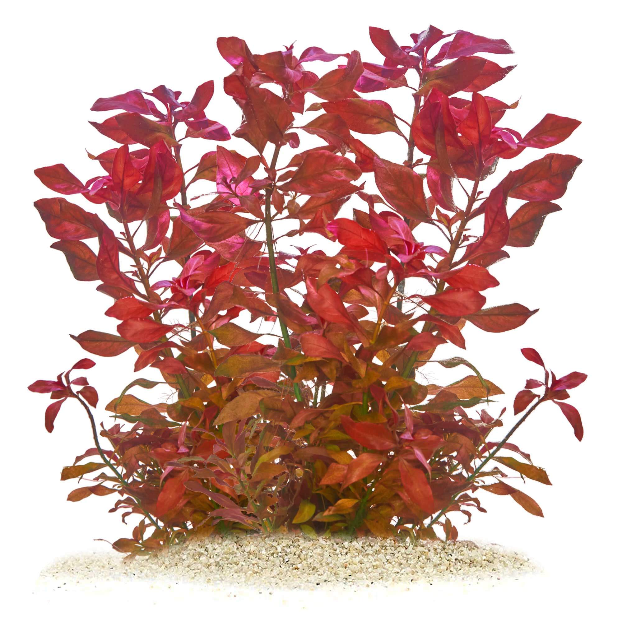 Ludwigia repens Rubin, rote Aquarienpflanze für kaltes Wasser