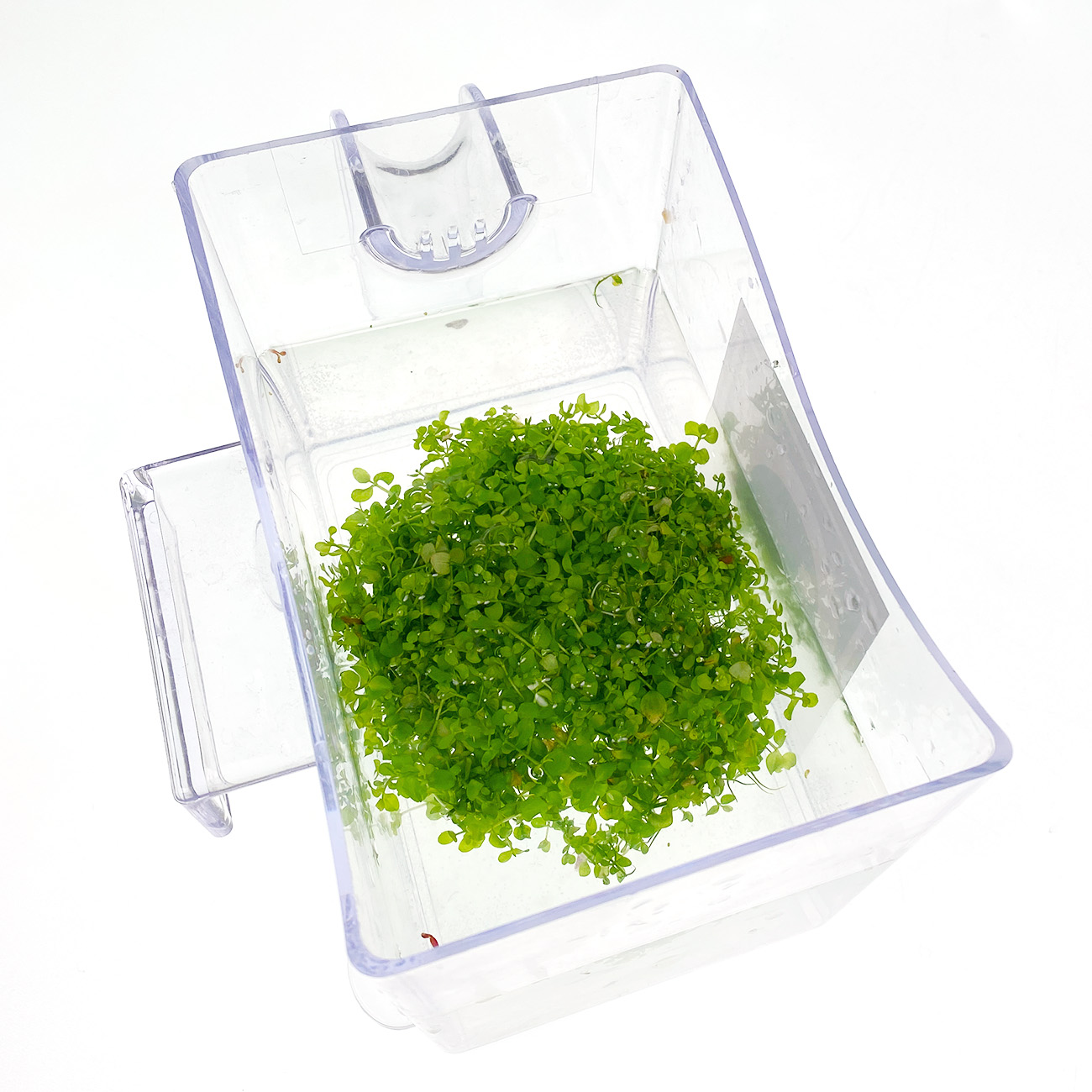 Micranthemum montecarlo wird in Wasser eingelegt, um das Nährgel aus der in vitro Zucht abzuspülen