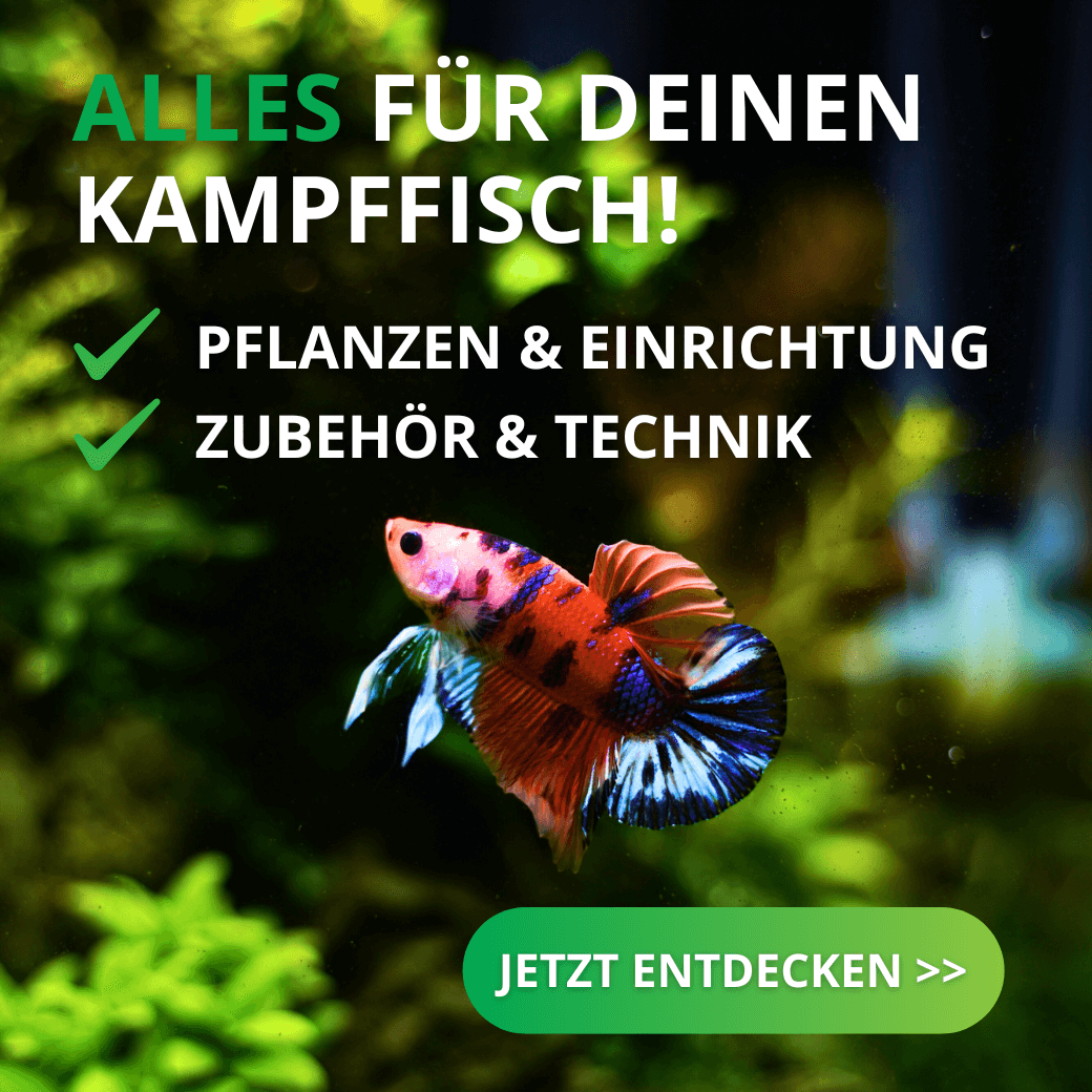 Alles für deinen Betta Kampffisch online kaufen