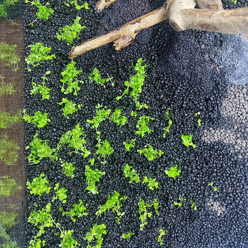 Micranthemum tweediei Montecarlo wird in den Aquarium Bodengrund eingesetzt