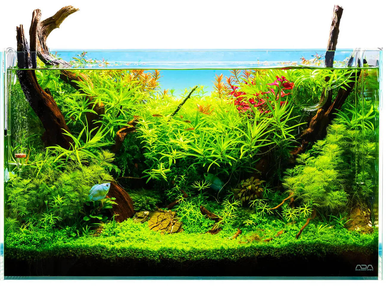 Ein 60l Aquascape von Aquascaper Fabian Beck (Scapeling) mit grünen Aquarienpflanzen und Wurzelholz als Dekoration