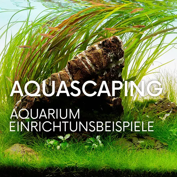 Aquascaping Aquarium einrichten