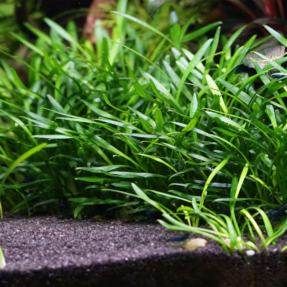 Cryptocoryne parva als Busch in einem Aquarium