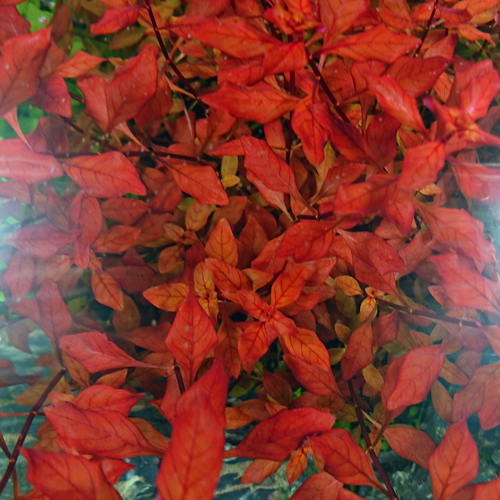 Ludwigia palustris "Super Red mini" zeigt ihr schönsten rot