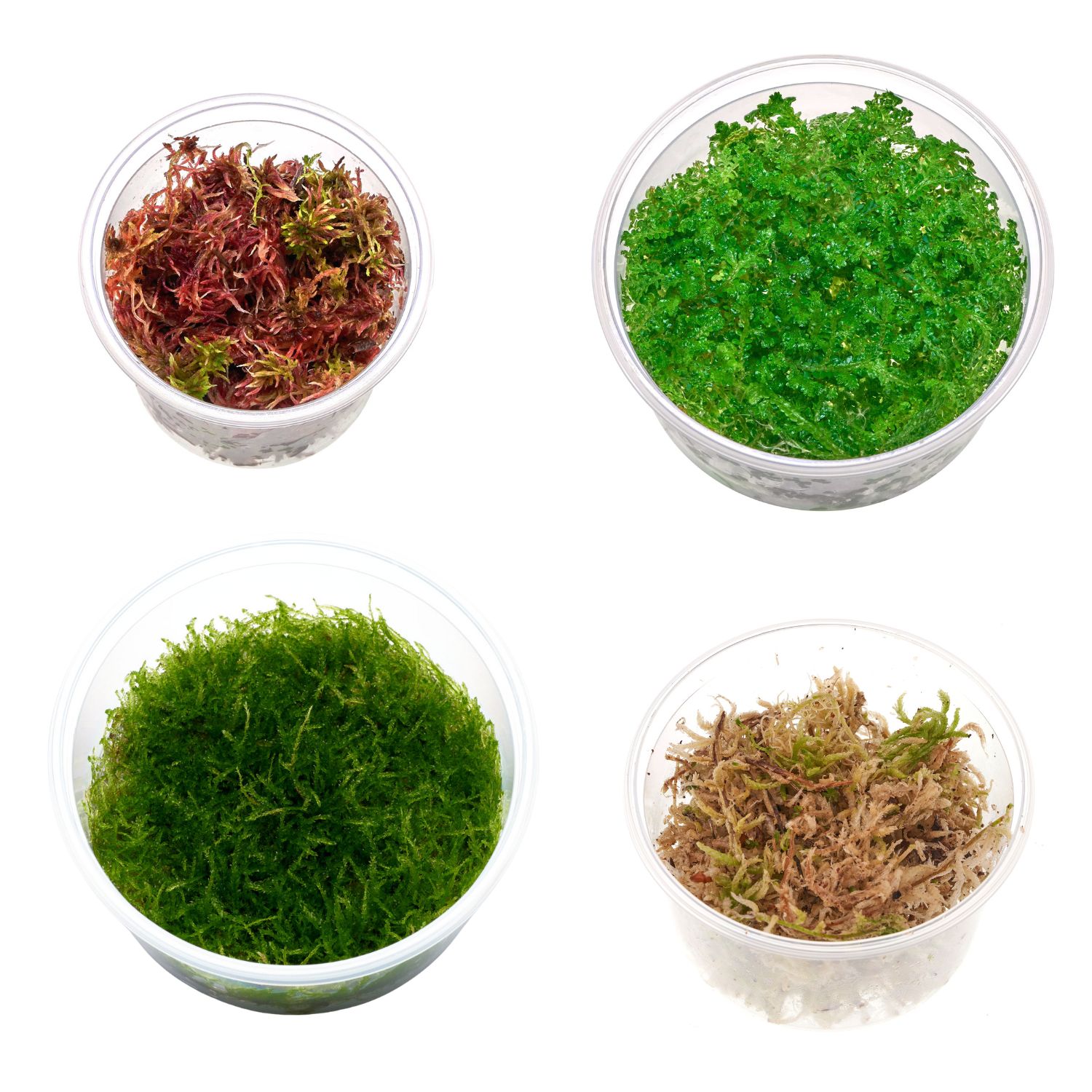 4 Terrarien Moose im Set