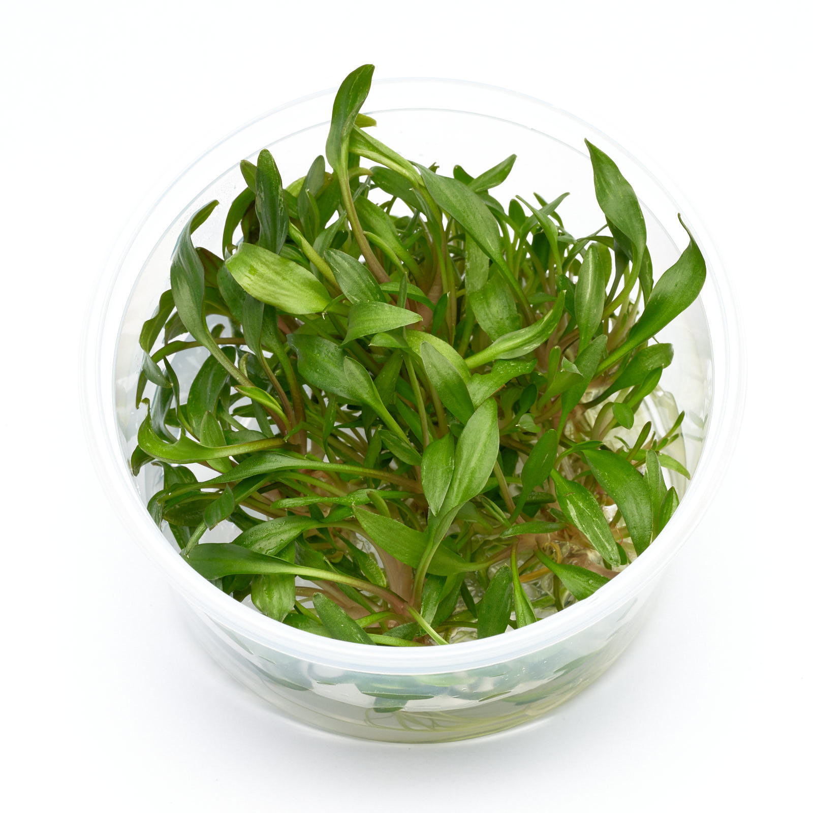 Cryptocoryne walkeri Hobbit