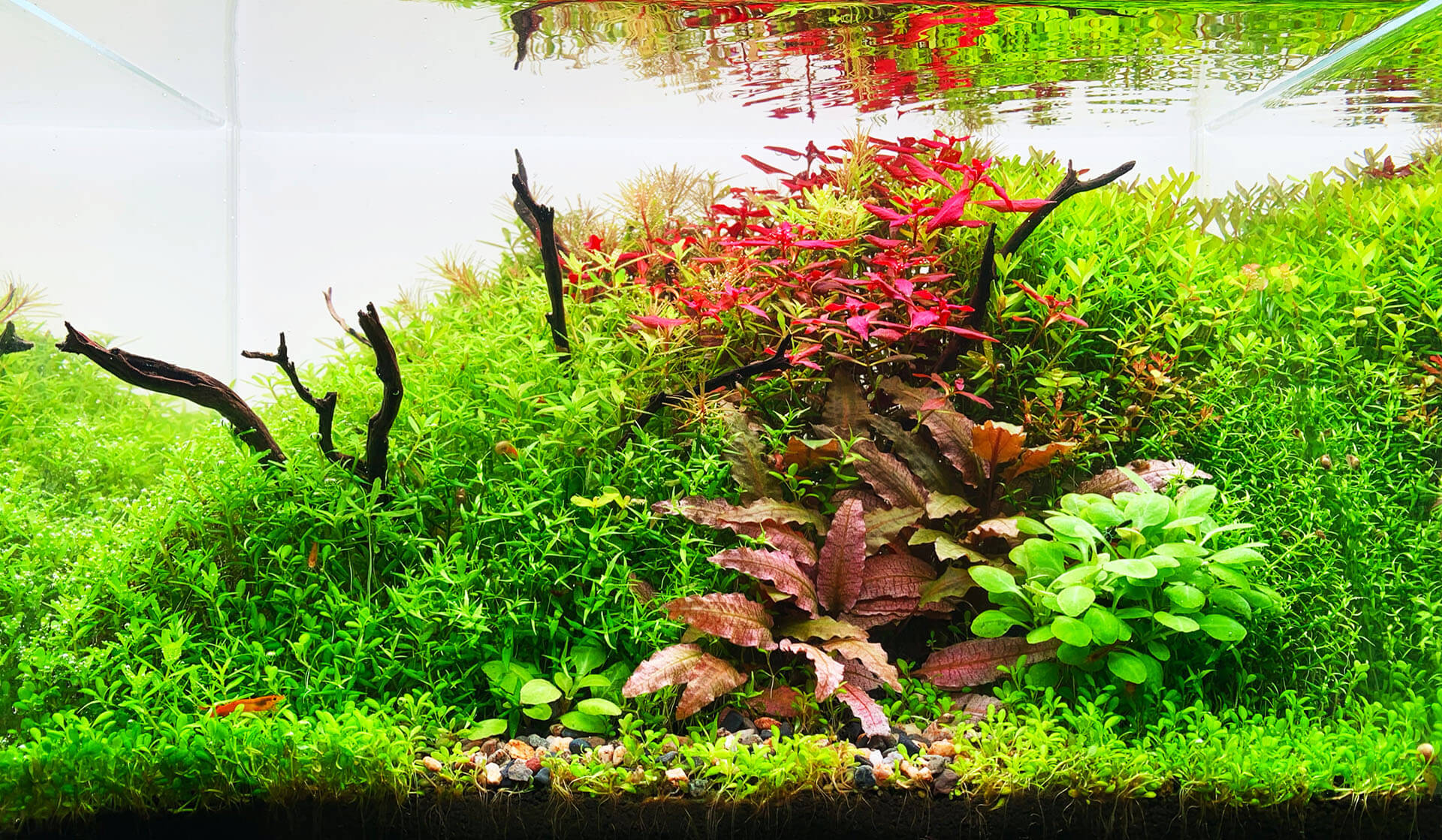 Naturaquarium mit asiatischen Wasserpflanzen