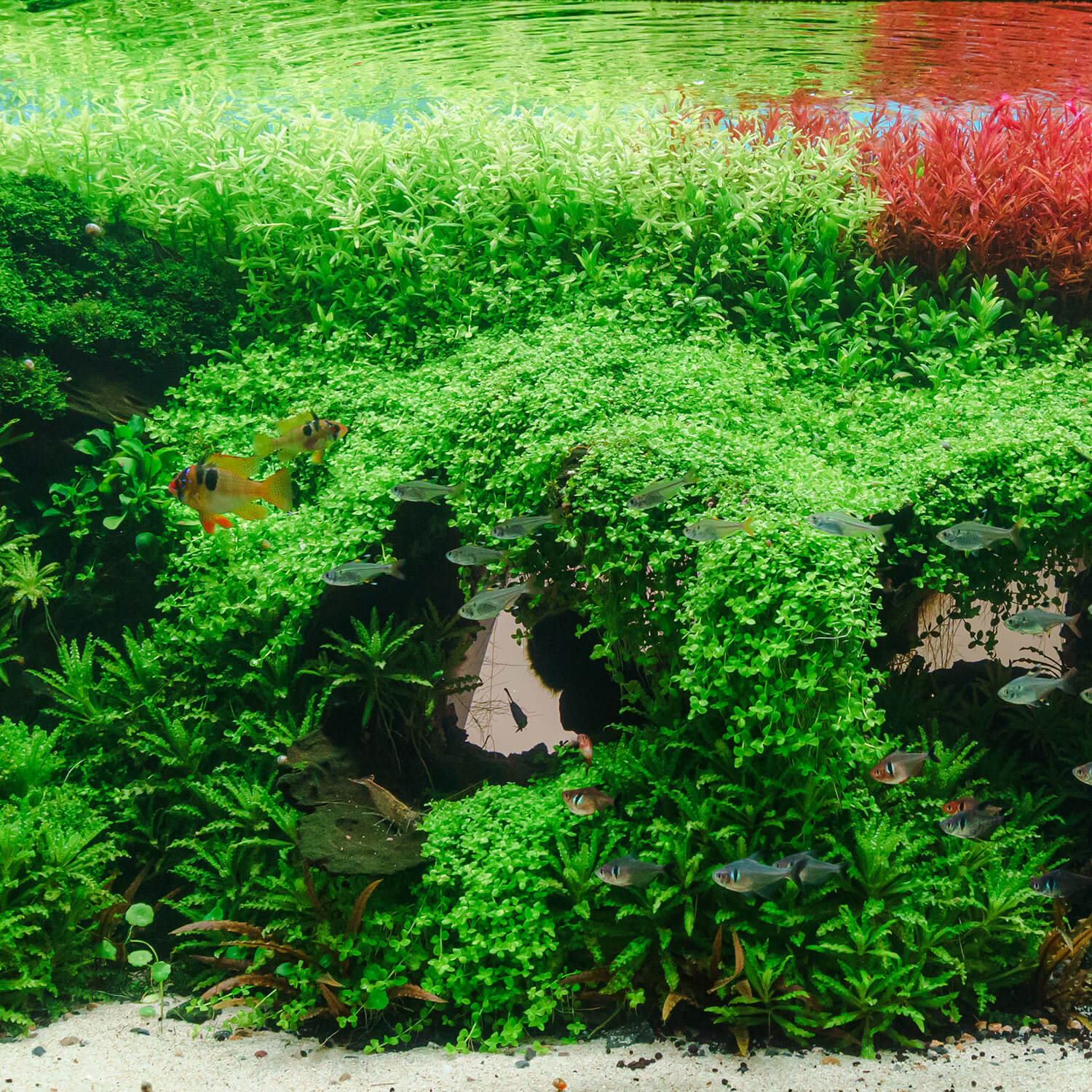 Micranthemum Montecarlo wächst als Aufsitzerpflanze in einem Aquascape
