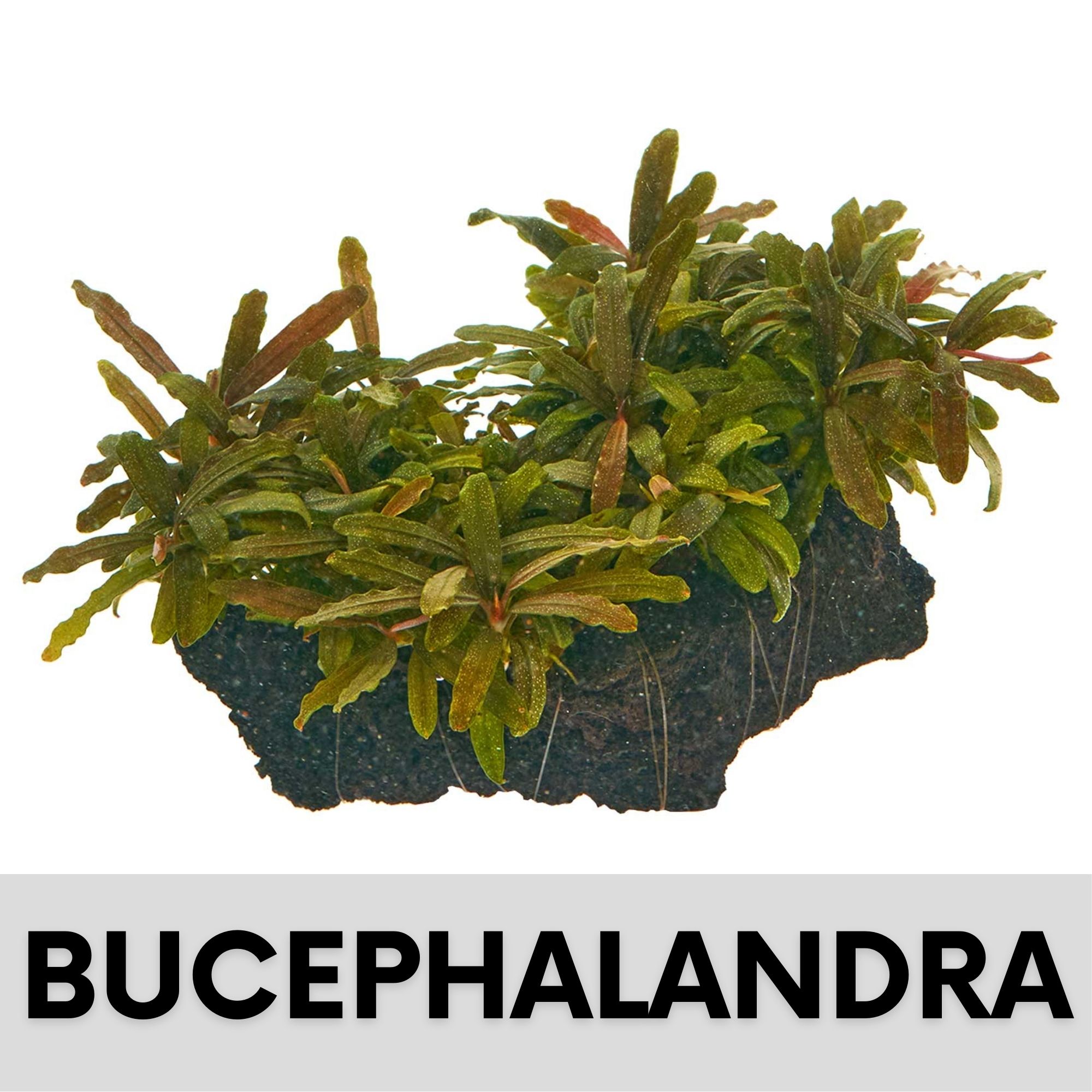 Bucephalandra Aquarium kaufen