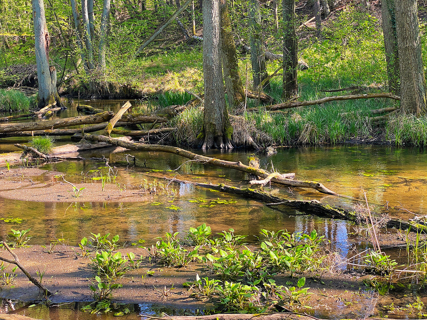 Wasserpflanzen in der gemaessigten Klimazone, ideal fuer kaltwasser aquarium