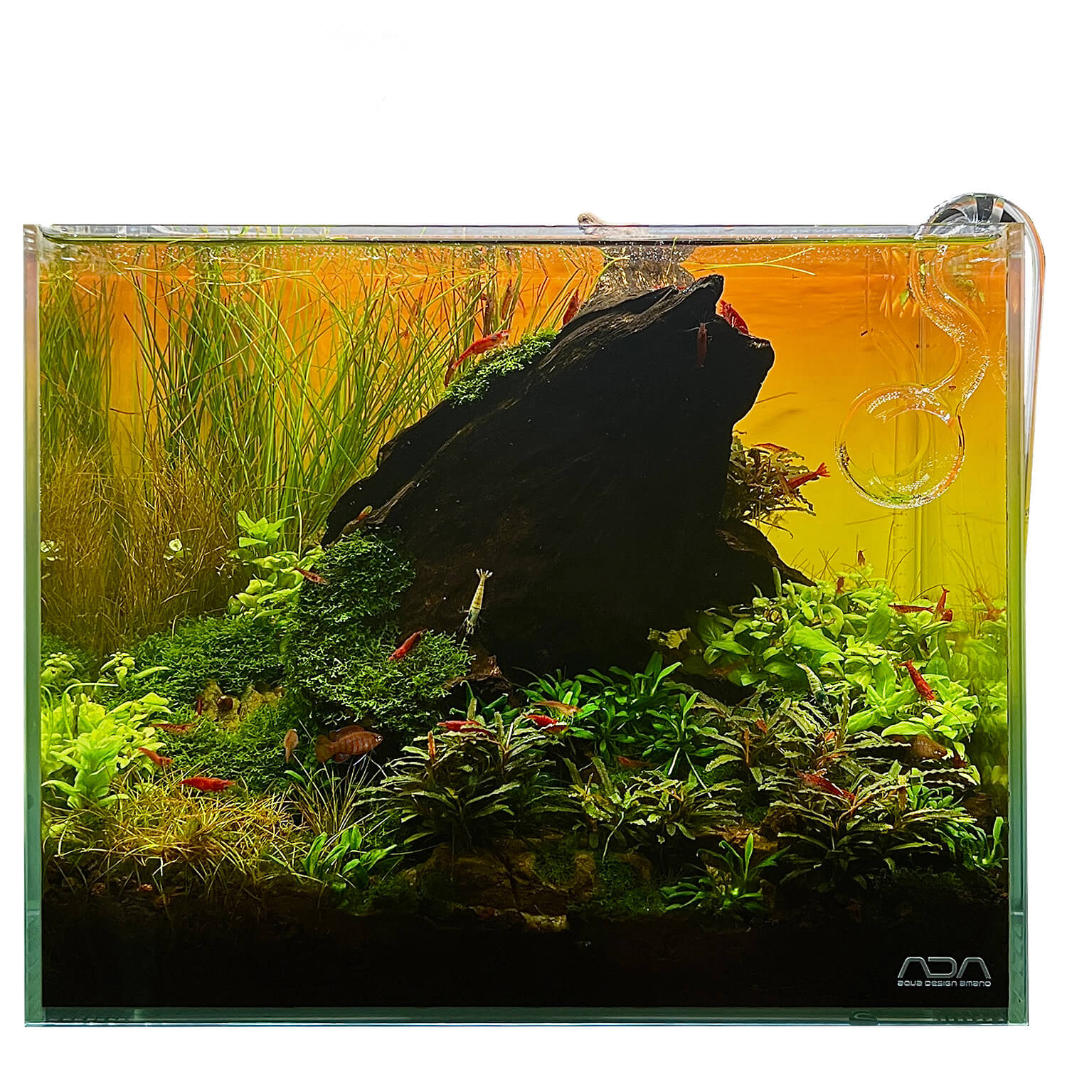 pflanzenset für nano aquarium aquarium pflanzen set garnelen guemmer